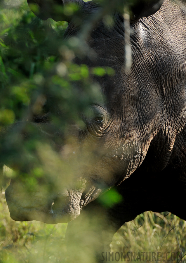 Ceratotherium simum simum [550 mm, 1/640 sec at f / 8.0, ISO 1600]